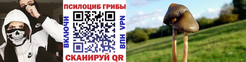 Галлюциногенные грибы мицелий маркетплейс Telegram Жуковский